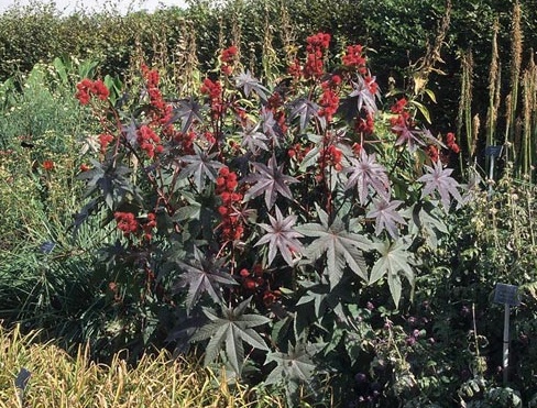 La Cannabis: Indica, Sativa, Ruderalis e Incroci