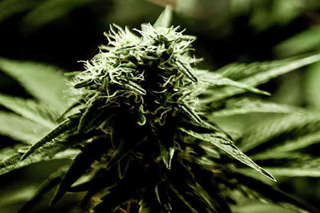 USA: il Congresso vota la fine della guerra federale contro la cannabis terapeutica