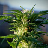 Progetto FreeWeed - Legalizzazione Cannabis