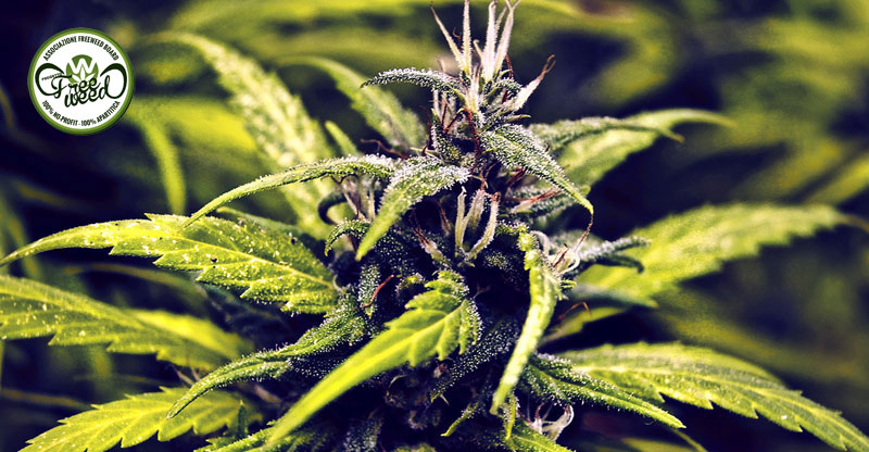 Insabbiata la Ricerca “Pro-Cannabis”!