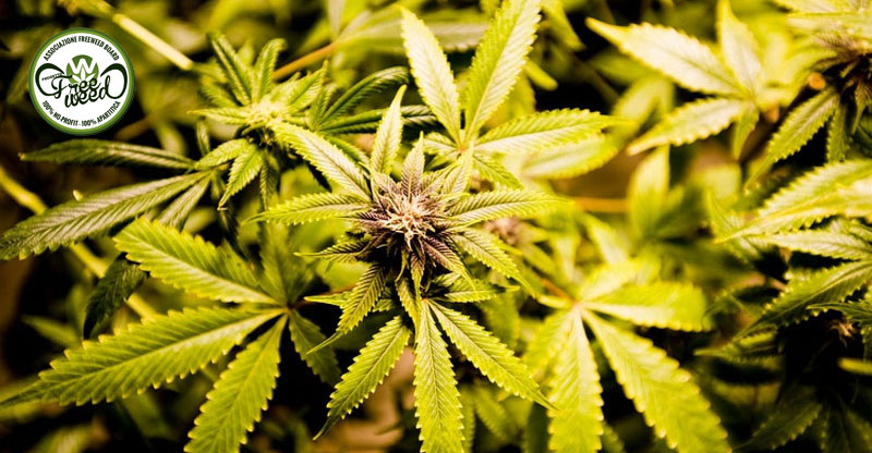 Il Delaware depenalizza il possesso di cannabis
