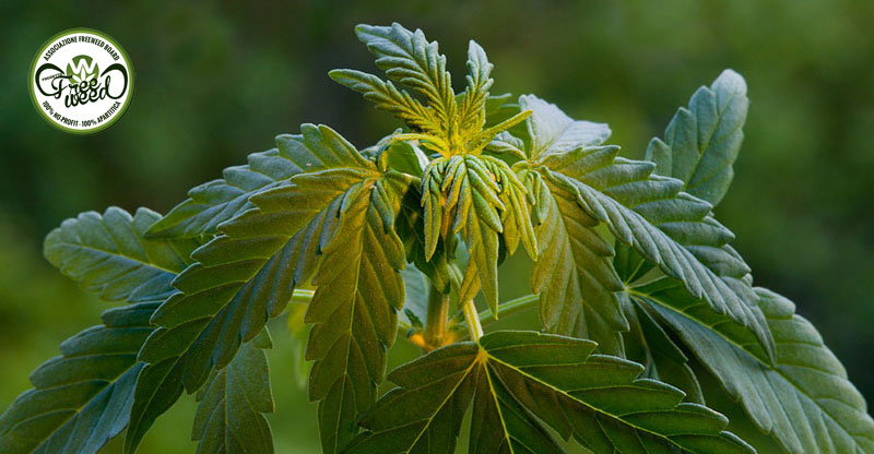 I Terpeni della Cannabis: ll Pinene