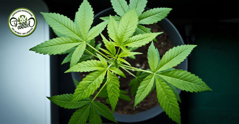 NEWS: Inghilterra: La Polizia della Contea di Durham dichiara che non agirà attivamente contro i coltivatori di cannabis per uso personale