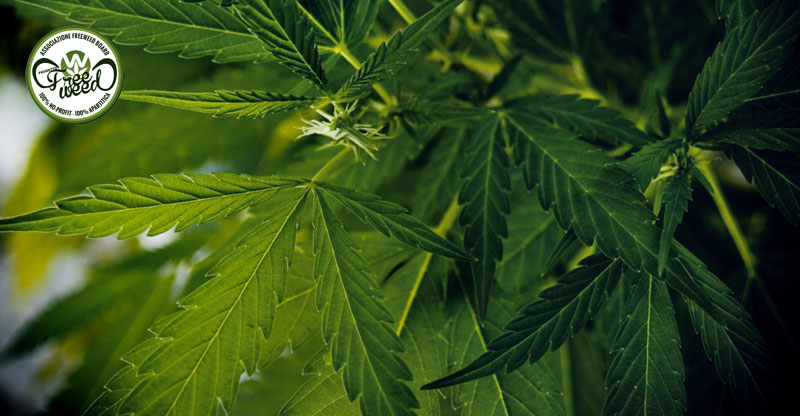 Aggiornamenti sul percorso delle Proposte di Legge “per la Cannabis”