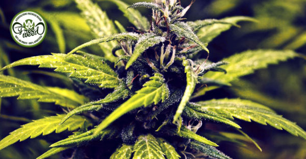 Progetto FreeWeed - Legalizzazione Cannabis