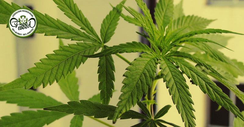 Cannabis come Cura: Uno Studio di Harvard ne afferma le potenzialità antitumorali