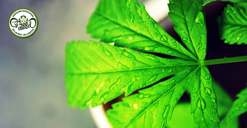 Studio: Uso di Cannabis in età adolescenziale non correlato direttamente a problemi di salute