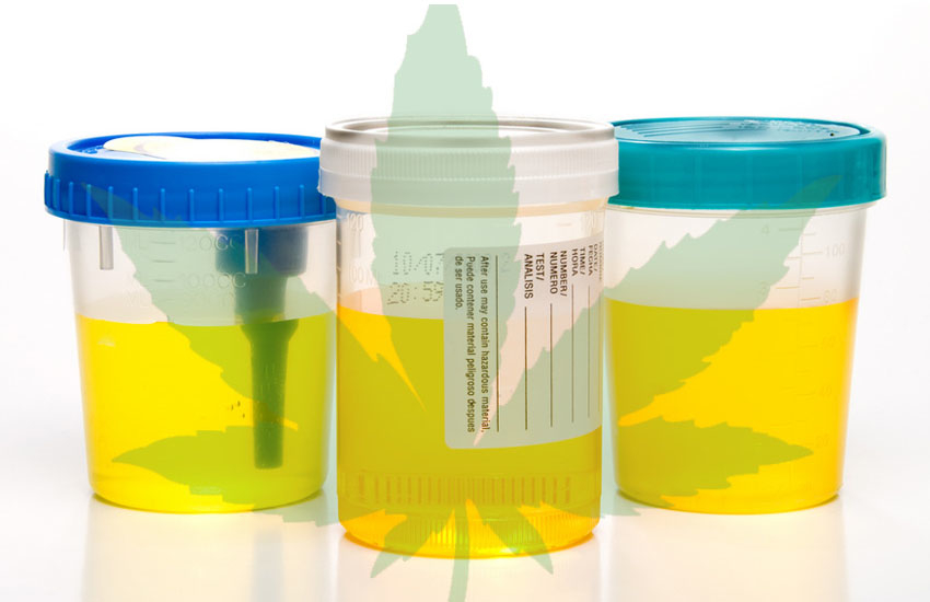 5 rimedi di emergenza per smaltire il THC dalle Urine