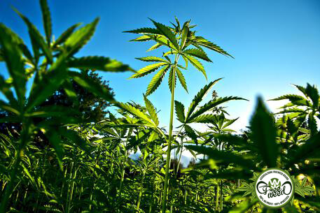 Cannabis Terapeutica legale anche in Pennsylvania