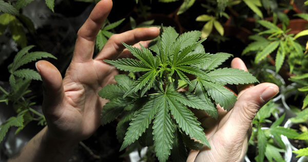 Lo Stato di Victoria, in Australia, legalizza la cannabis a livello medico