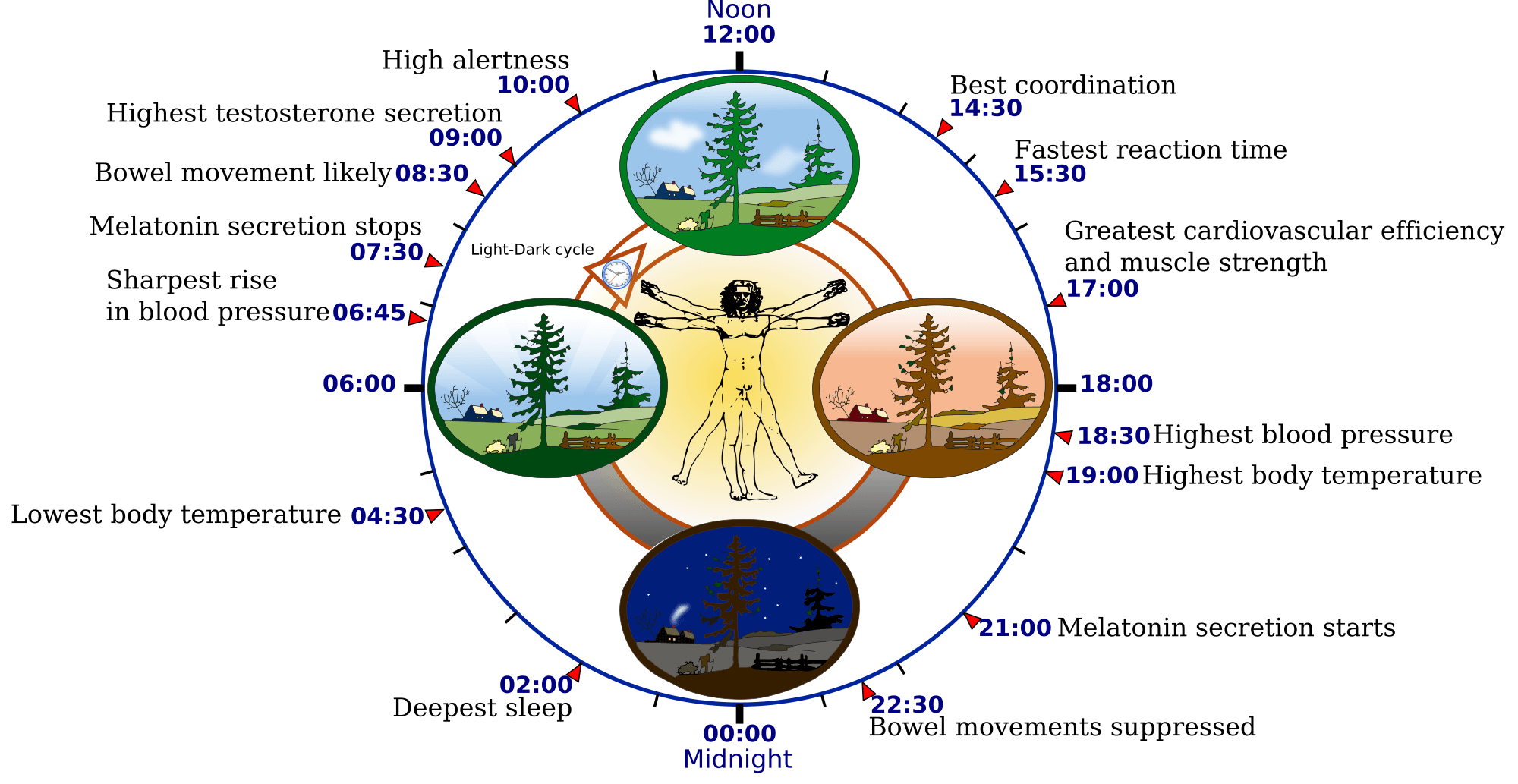 L’orologio interno ed il sistema endocannabinoide