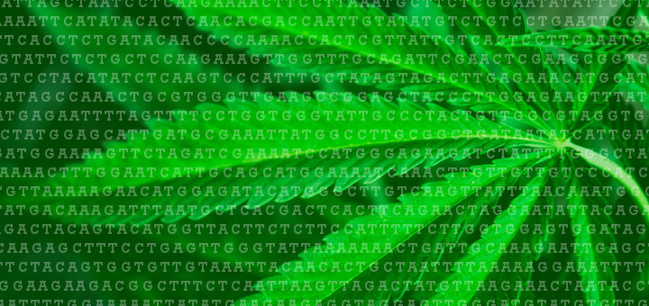In Colorado si è avviato un progetto per studiare il Genoma della Cannabis