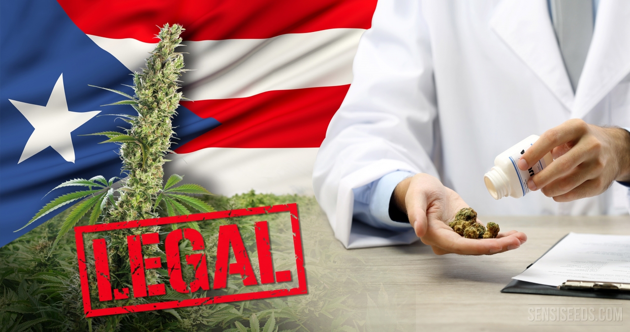 Porto Rico esclude la Cannabis dalle “sostanze controllate”