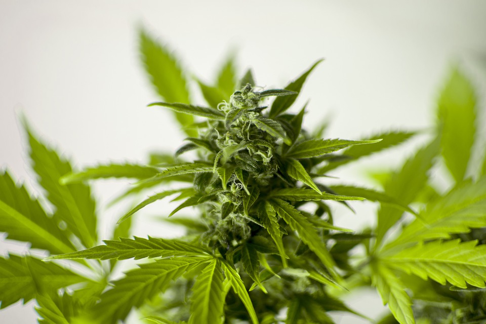 Studio: legalizzazione della cannabis associata alla riduzione del crimine e dell’uso di alcolici