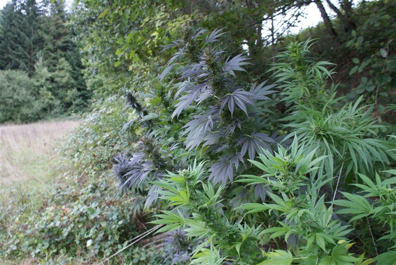Le chiavi per la coltivazione della Cannabis in “Guerrilla”