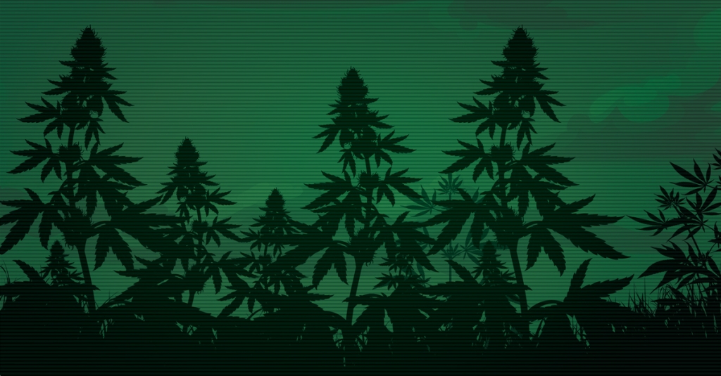 Cannabis e Visione Notturna: prospettive e studi